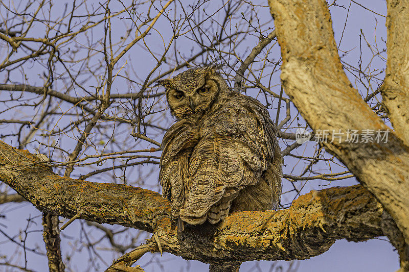 大角猫头鹰(Bubo virginianus)，也被称为虎鸮或鸣鸮，是一种原产于美洲的大猫头鹰。马勒尔国家野生动物保护区，俄勒冈州。Strigiformes鸱鸮科。